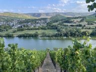 Weingut Martin Conrad – Brauneberg/Mosel – ökologisch angebaute vegane Weine aus erstklassigen Schiefersteillagen der Mittelmosel (Deutschland)