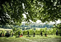 Weingut MUSTER.gamlitz – Weine aus der Südsteiermark