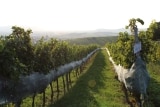 Weingut Pfaffl – Stetten im Weinviertel – Österreich