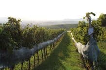 Weingut Pfaffl – Stetten im Weinviertel – Österreich