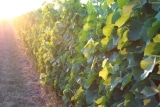 Weingut Pöckl – Mönchhof – Österreich