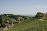 Weingut Polz – Weine vom Grassnitzberg aus Strass in der Steiermark