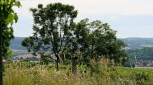 Weingut Pröll – Weinviertel – Weine aus Österreich