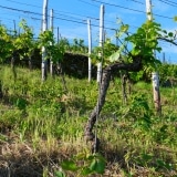 Weingut Rinke Weine – Muschelkalk trifft Schiefer – Besondere Weine von Obermosel und Saar