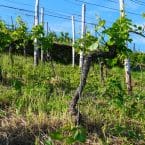 Weingut Rinke Weine – Muschelkalk trifft Schiefer – Besondere Weine von Obermosel und Saar