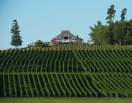 Weingut Schmidt am Bodensee – Deutschland