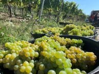 Weingut Schwab – Weine aus Franken – VDP Prädikatsweingut – Deutschland