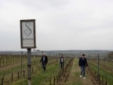 Das Bio-Weingut der Familie Schwarz in Schrattenberg