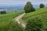 Weingut Josef Spreitzer – Oestrich – Weine aus Deutschland