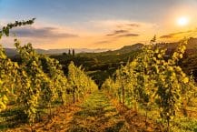 Weingüter & Wein Ideen – Steiermark & Österreich erleben