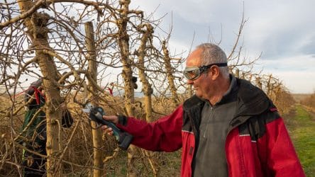 Weinreben schneiden: Anleitung für Anfänger, Zeitpunkt & häufige Fehler