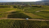 Wein- & Sektgut Wilhelmshof – Familienweingut – Pfalz – Deutschland