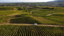 Wein- & Sektgut Wilhelmshof – Familienweingut – Pfalz – Deutschland
