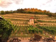Winzervereinigung Freyburg Unstrut eG  – Weinvielfalt entdecken